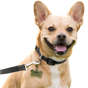 Reflektierendes Hundehalsband aus weicher Baumwolle Lächelnder Hund mit schwarzem reflektierenden Halsband und Edelstahl-hundemarke – bereit für einen sicheren Spaziergang.