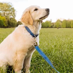 Reflektierendes Hundehalsband aus weicher Baumwolle