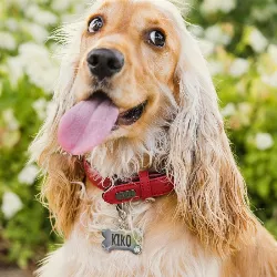 Hundemarke Knochen Silber Deluxe