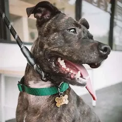 Hundemarke Knochen Gold